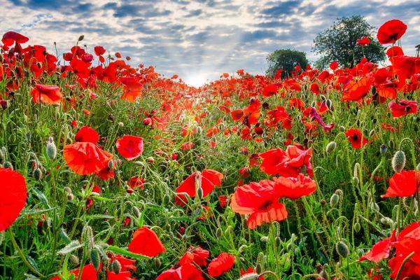remembrance poppies
